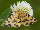Zejkovec hluchavkový - Pseudopanthera macularia