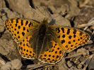 3103213536IMG_3335.jpg