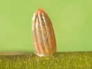 3107203823_MG_8038.jpg
