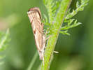 Travařík - Agriphila geniculea