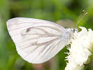 310882906IMG_8869.jpg