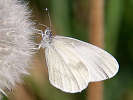 IMG_3566b.jpg