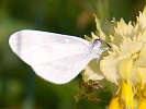 IMG_5785b.jpg