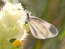 IMG_5788.jpg