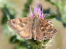 IMG_6362.jpg