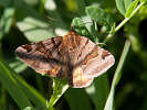 IMG_6372.jpg