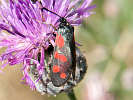 IMG_6445.jpg