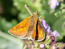 IMG_6450.jpg