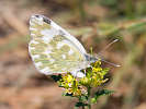 IMG_6475.jpg