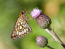 IMG_6489.jpg