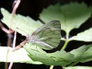 IMG_6513.jpg