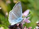 IMG_6523.jpg