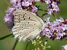 IMG_6527.jpg