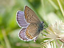 IMG_6552.jpg