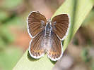 IMG_6558b.jpg