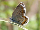 IMG_6561b.jpg