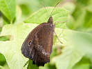 IMG_6571.jpg
