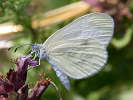 IMG_6572b.jpg
