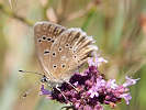 IMG_6625.jpg