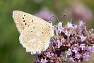 IMG_6627.jpg