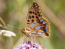 IMG_6633.jpg