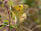 IMG_6640.jpg