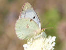 IMG_6645.jpg