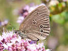 IMG_6657.jpg