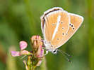 IMG_6672.jpg
