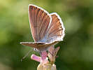 IMG_6681.jpg
