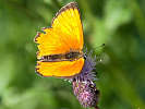 IMG_6711.jpg