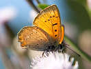 IMG_6716.jpg