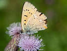 IMG_6720.jpg
