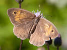 IMG_6731.jpg