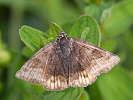 IMG_6775.jpg