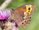 IMG_6786.jpg