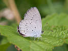 IMG_6938b.jpg
