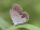IMG_6944b.jpg