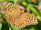IMG_6958.jpg