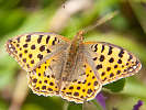 IMG_6962.jpg