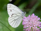 IMG_6984.jpg