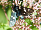 IMG_6997.jpg
