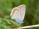 IMG_7022b.jpg