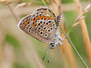 IMG_7032b.jpg