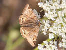 IMG_7185.jpg