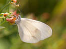 IMG_7248.jpg