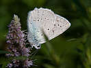 IMG_7343.jpg