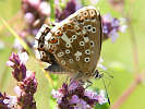 IMG_7355.jpg
