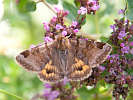 IMG_7384.jpg