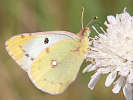 IMG_7447.jpg